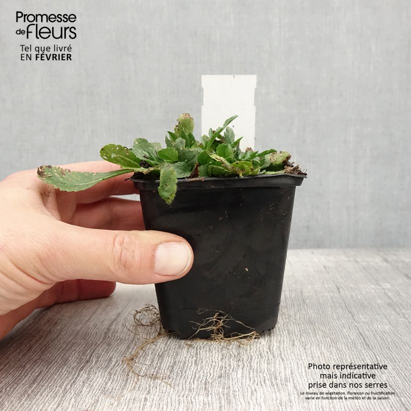 Scabiosa columbaria Pincushion Pink 8/9 cm pot sample as delivered in winter