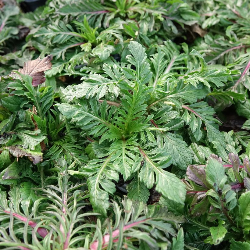 Scabiosa columbaria Nova® Dew Drops - Small scabious (Foliage)