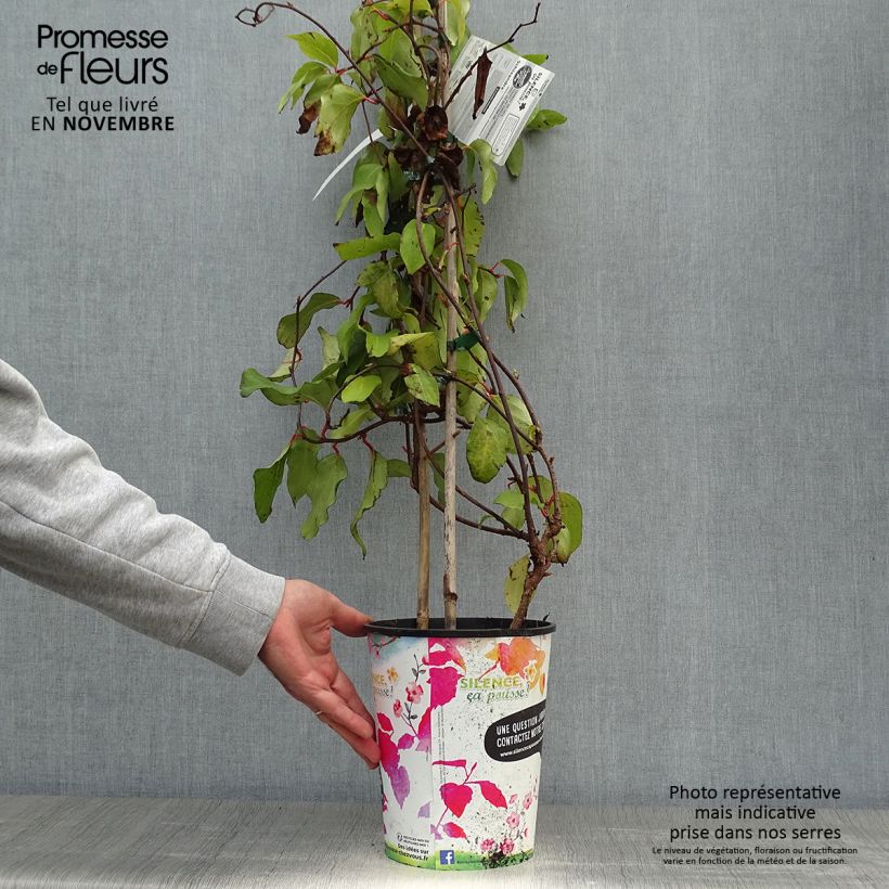 Schisandra rubriflora 4L/5L pot sample as delivered in autumn