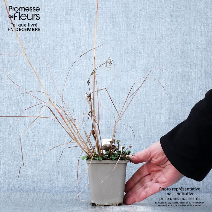 Schizachyrium scoparium Blaze 8/9 cm pot sample as delivered in autumn