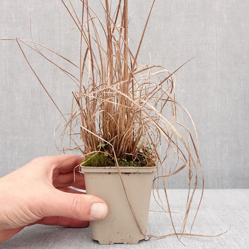 Schizachyrium scoparium Blaze 8/9 cm pot sample as delivered in winter