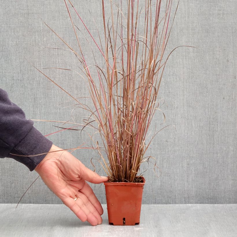Schizachyrium scoparium Blue Heaven 8/9 cm pot sample as delivered in autumn