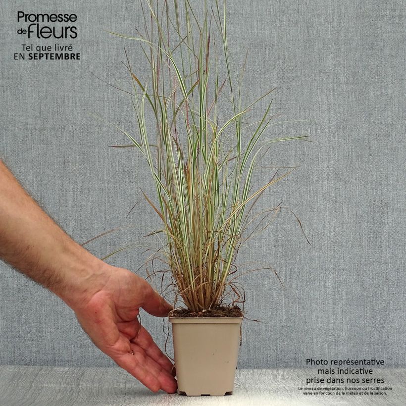 Schizachyrium scoparium Chameleon 8/9 cm pot sample as delivered in autumn