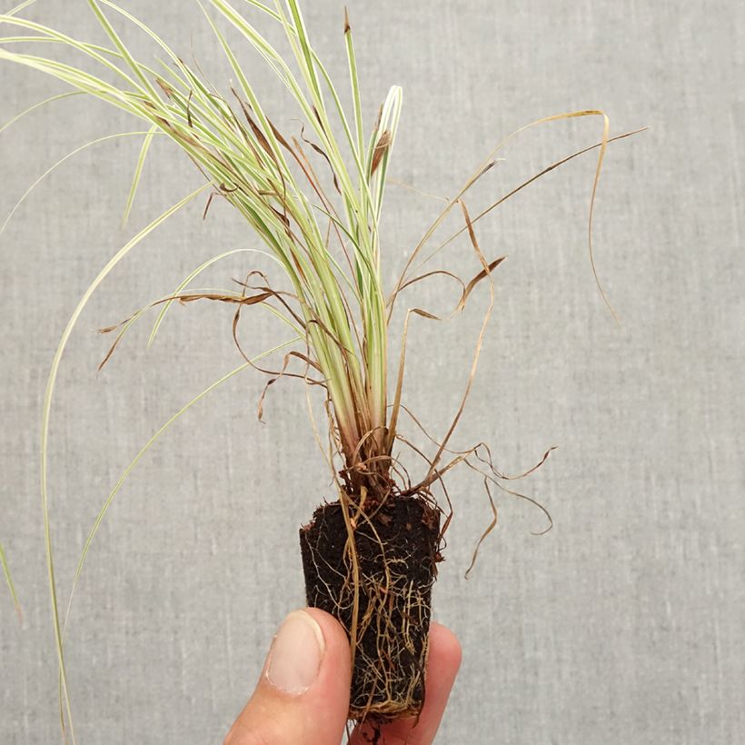 Schizachyrium scoparium Chameleon Plug plant 3/4cm sample as delivered in autumn
