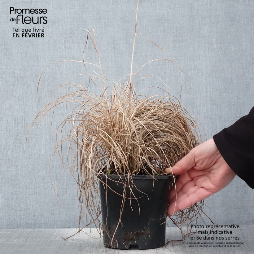 Schizachyrium scoparium Ha Ha Tonka 2L/3L pot sample as delivered in winter