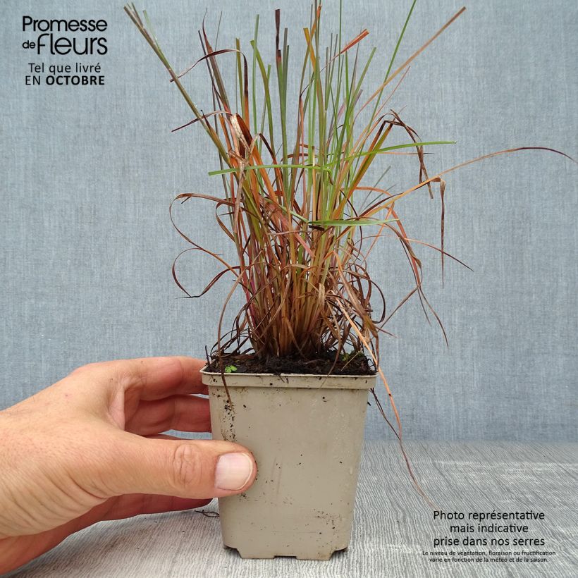 Schizachyrium scoparium Prairie Blues 8/9 cm pot sample as delivered in autumn