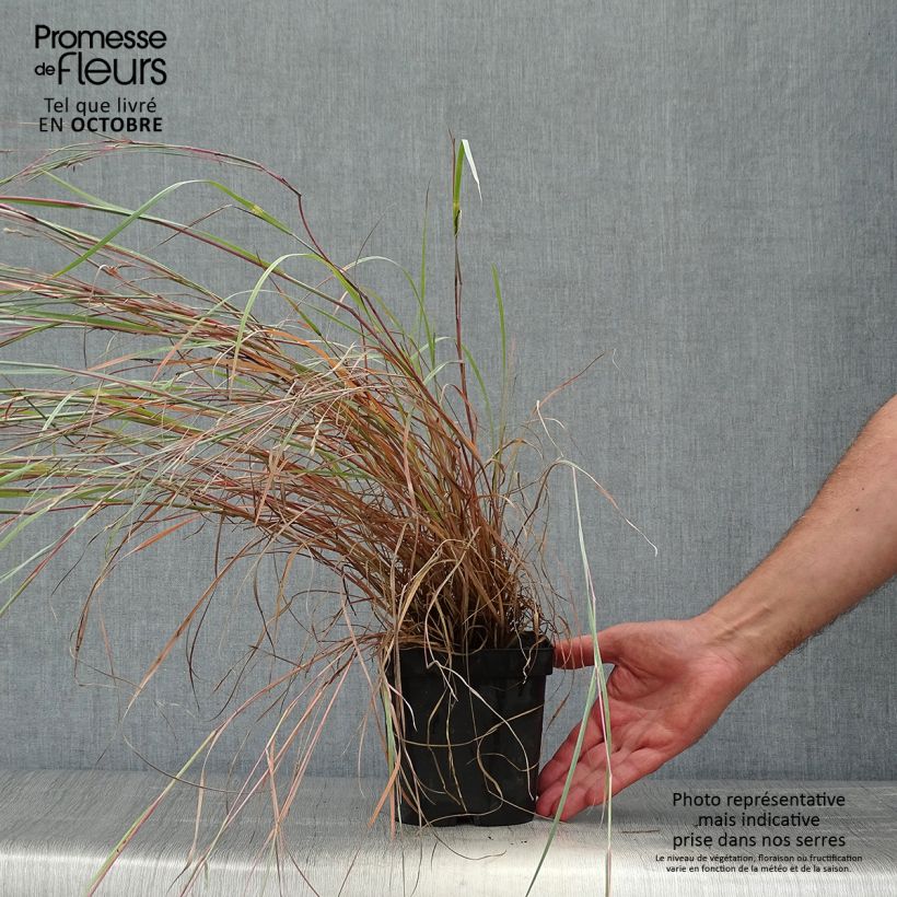 Schizachyrium scoparium Prairie Blues 2L/3L pot sample as delivered in autumn