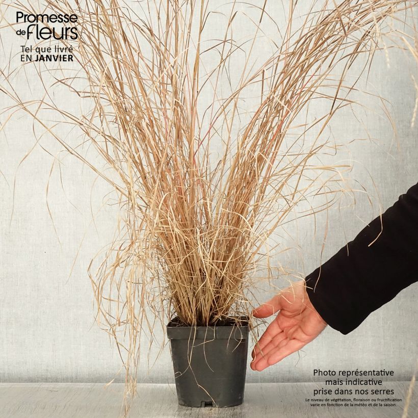 Schizachyrium scoparium Prairie Blues 2L/3L pot sample as delivered in winter