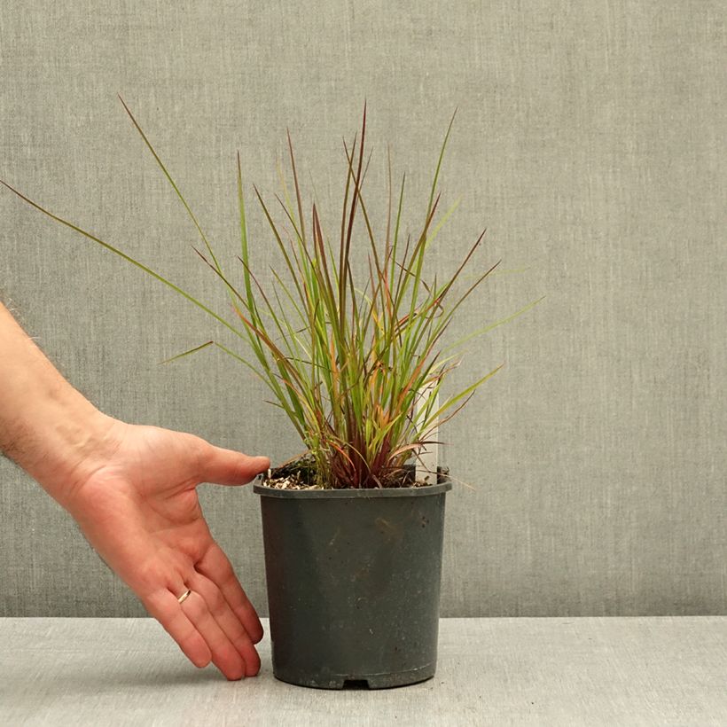 Schizachyrium scoparium Standing Ovation 1L/1.5L pot sample as delivered in autumn