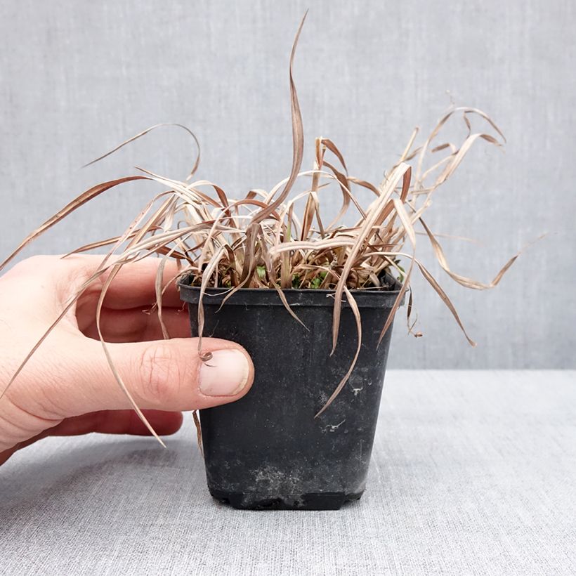 Schizachyrium scoparium Wild West 8/9 cm pot sample as delivered in winter