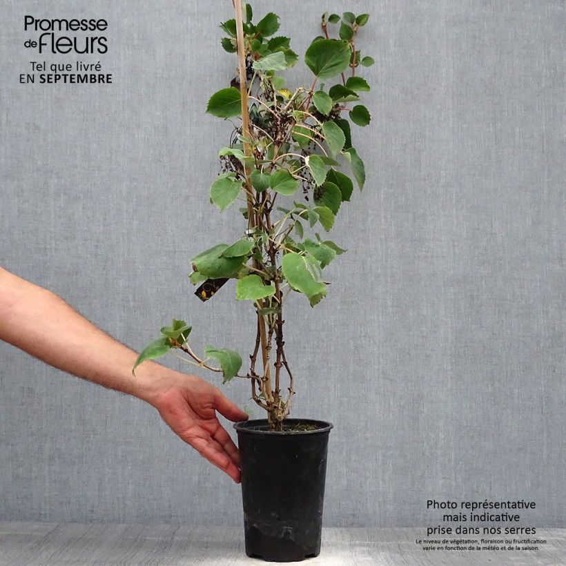 Schizophragma hydrangeoides 2L/3L pot sample as delivered in autumn