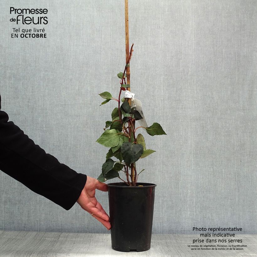 Schizophragma hydrangeoides Rose Sensation 2L/3L pot sample as delivered in autumn