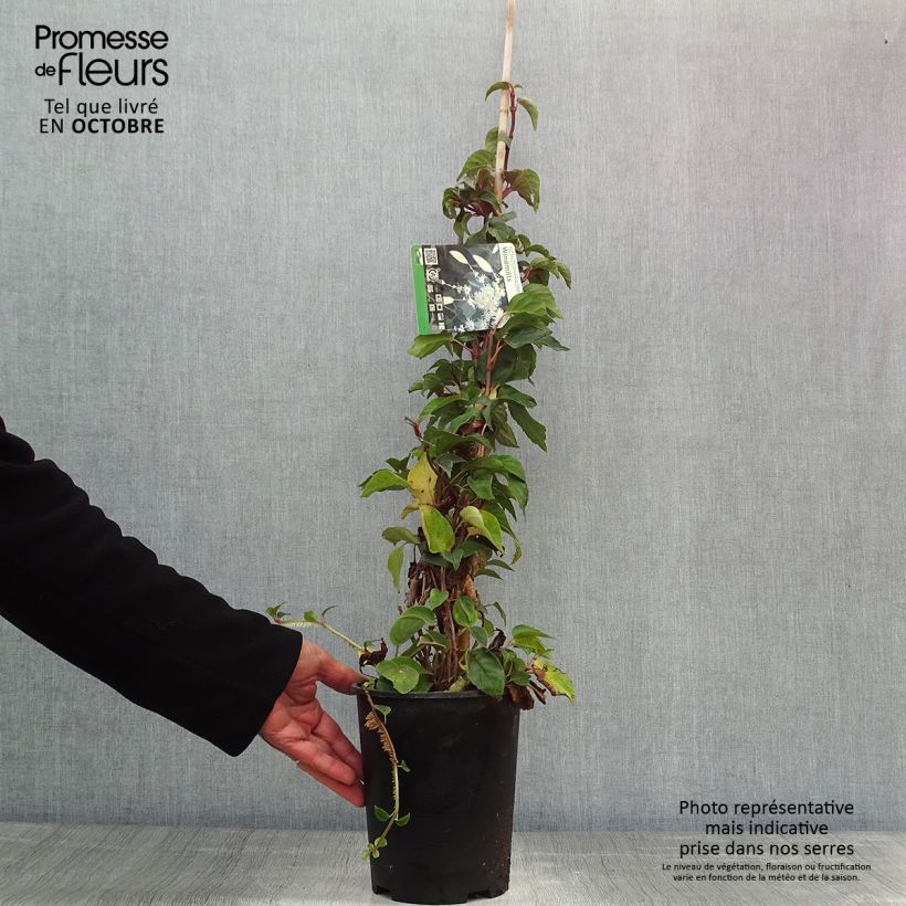 Schizophragma hydrangeoides Windmills 2L/3L pot sample as delivered in autumn