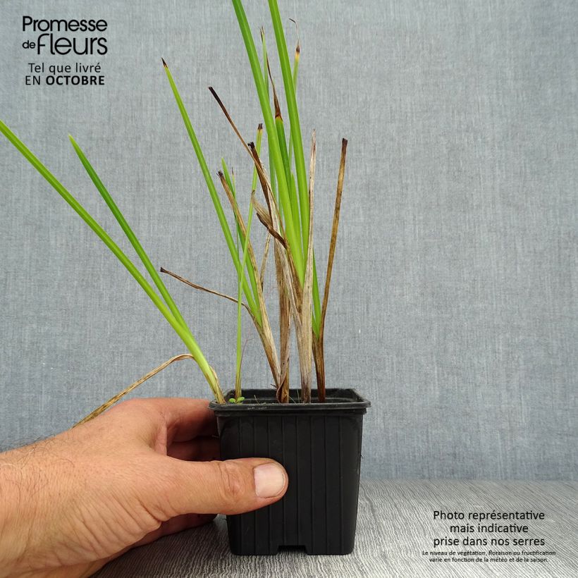 Schizostylis coccinea Alba 7/8 cm pot sample as delivered in autumn