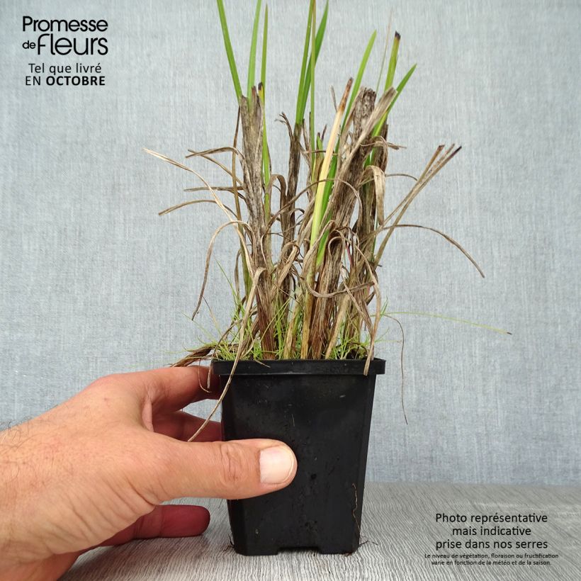 Schizostylis coccinea Major 7/8 cm pot sample as delivered in autumn