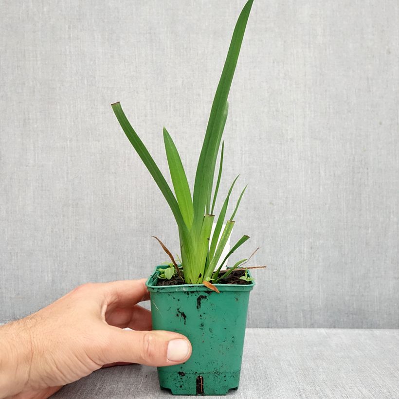 Schizostylis coccinea Rosea 8/9 cm pot sample as delivered in autumn