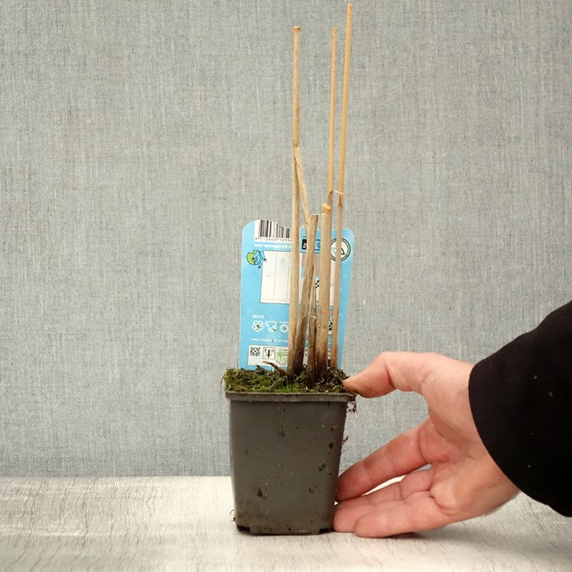 Schoenoplectus lacustris 8/9 cm pot sample as delivered in autumn