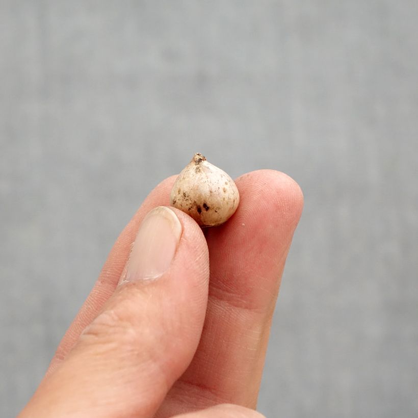 Scilla bifolia Rosea Bulb size 4+ sample as delivered in spring