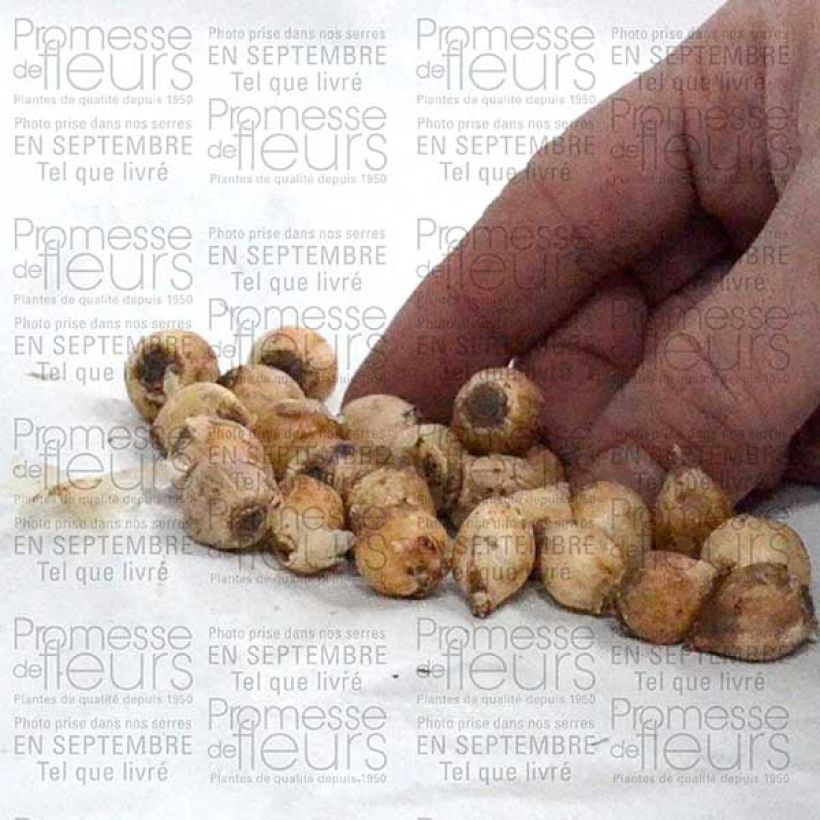Example of Scilla bifolia  Bulb size 4+ specimen as delivered