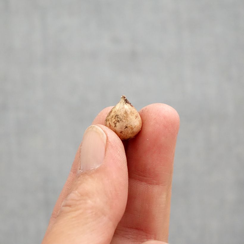 Scilla bifolia  Bulb size 4+ sample as delivered in spring