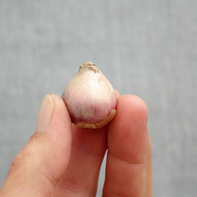 Hyacinthoides hispanica Rosea Bulb size 8+ sample as delivered in spring