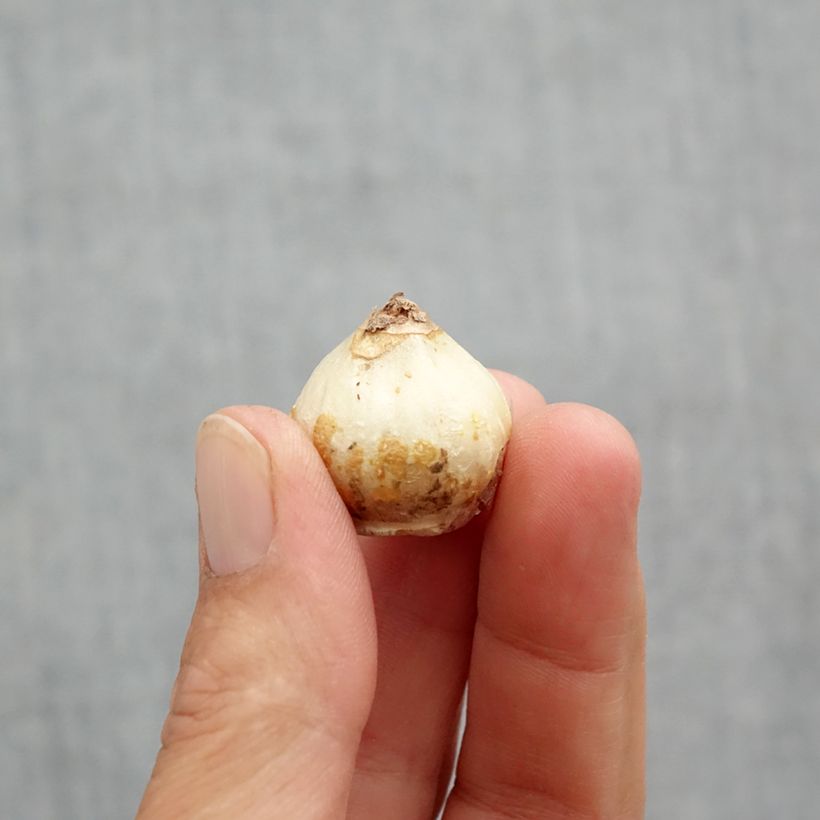 Scilla siberica Alba Bulb size 8+ sample as delivered in spring