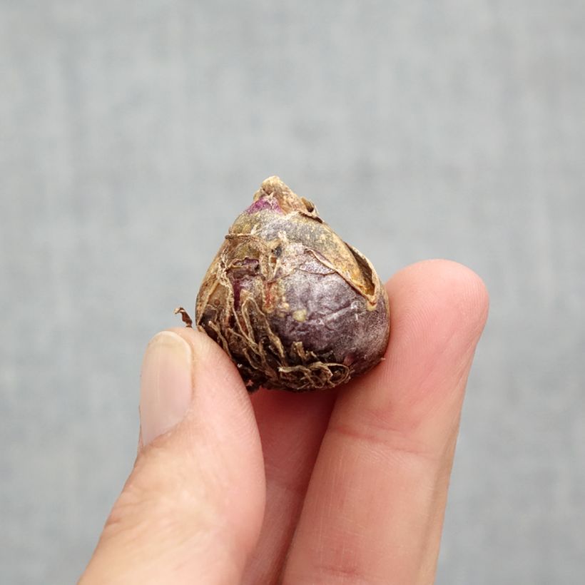 Scilla siberica 'Spring Beauty' Bulb size 9+ sample as delivered in spring