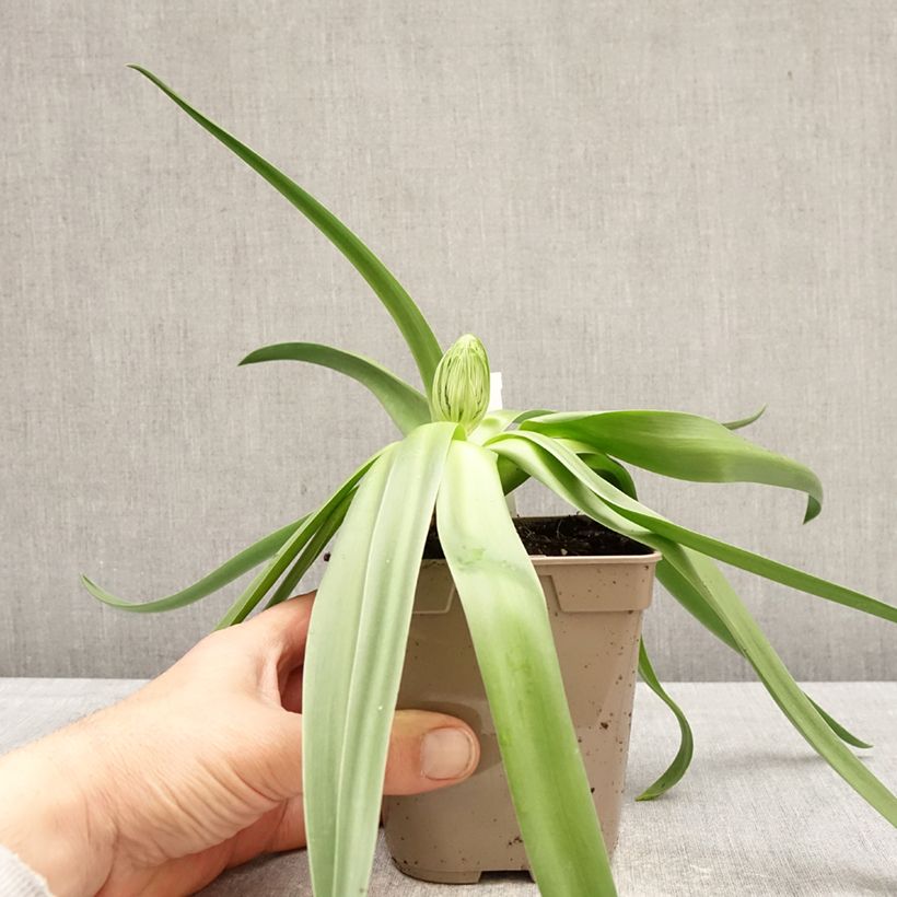 Scilla peruviana  12cm pot size 16/18 sample as delivered in spring