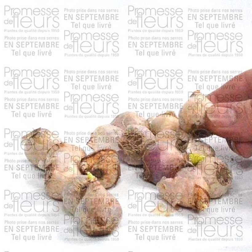 Example of Scilla siberica Alba Bulb size 8+ specimen as delivered