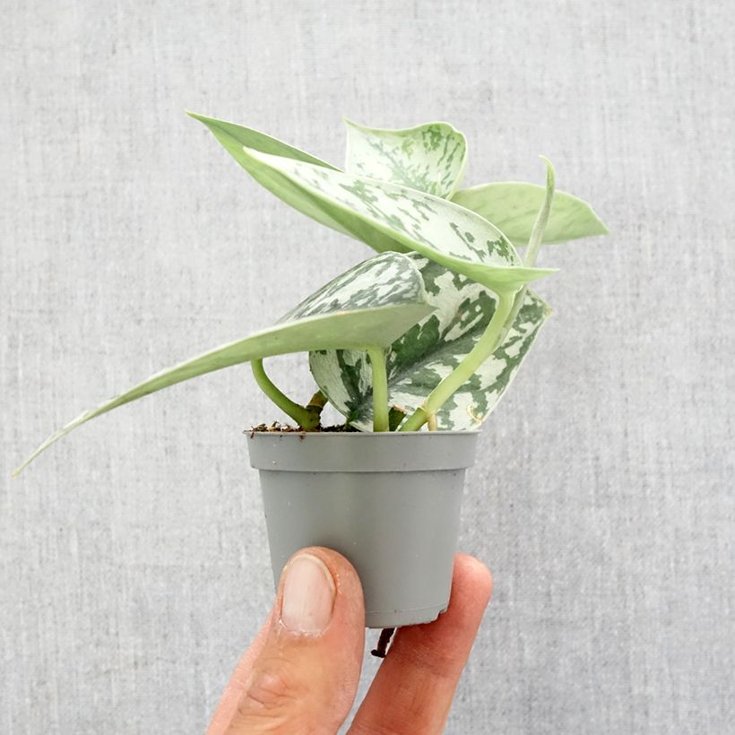 Scindapus pictus  - Pothos moucheté, Pothos argenté, Scindapsus argenté, Pothos velouté, Pothos satiné mini plant sample as delivered in spring