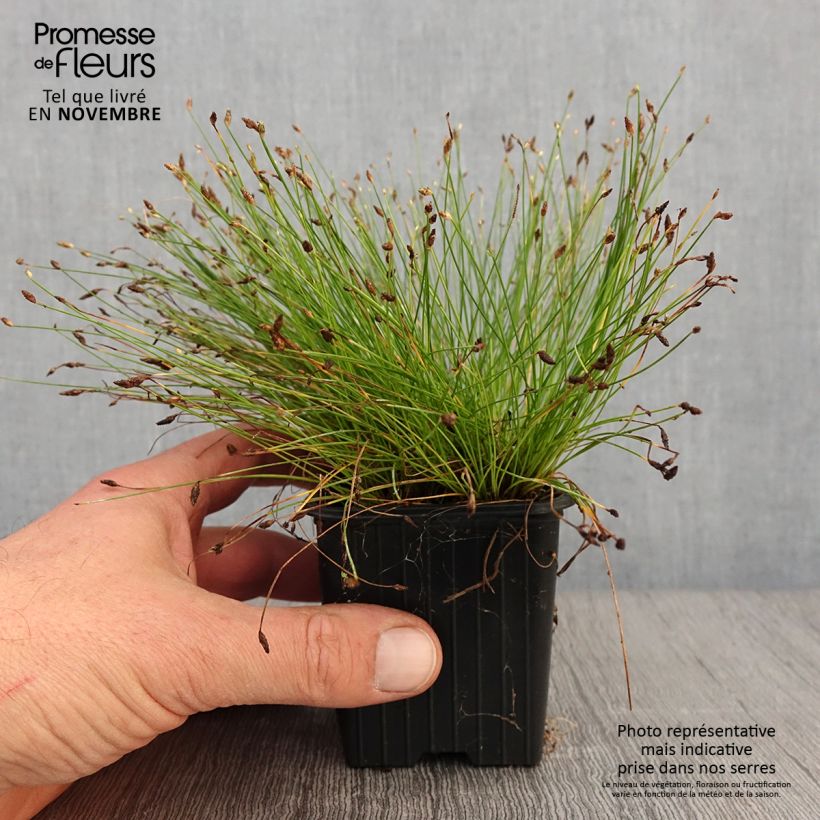 Scirpus cernuus - Fibre Optic Grass 7/8 cm pot sample as delivered in autumn
