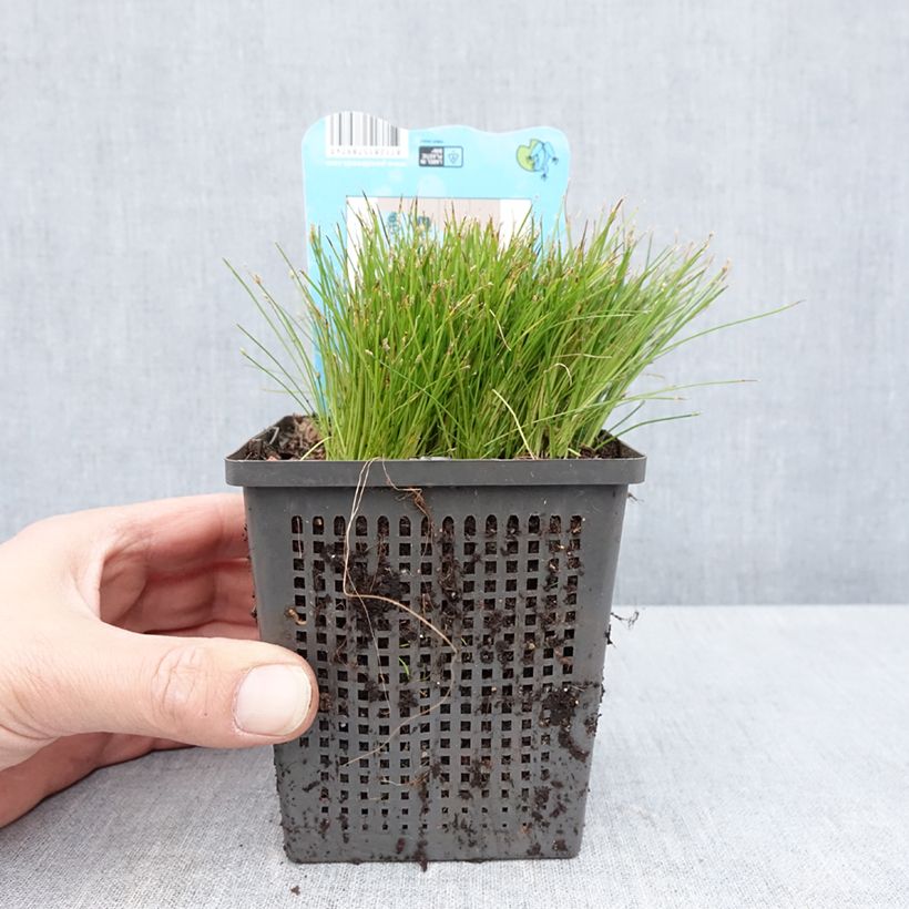 Scirpus isolepsis 1L/1.5L pot sample as delivered in spring