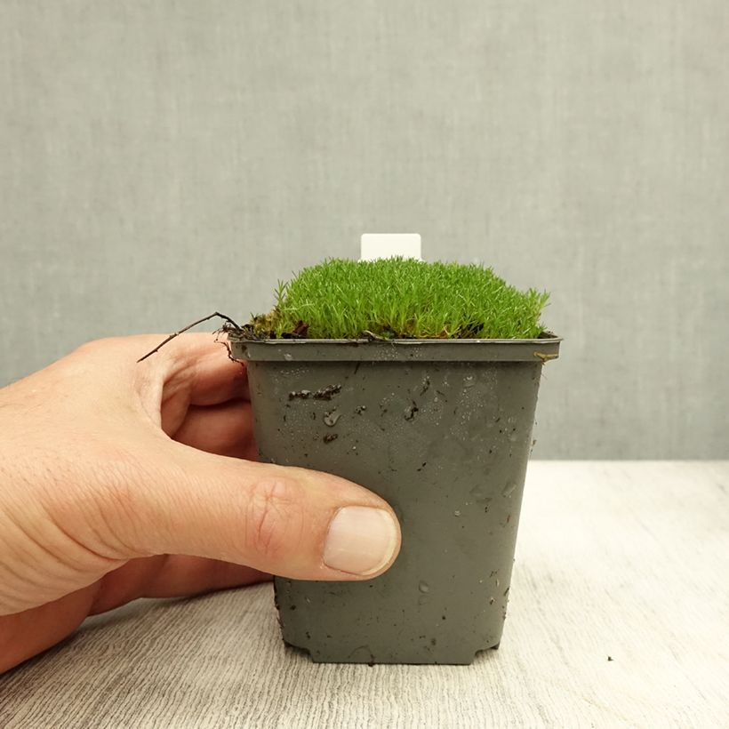 Scleranthus uniflorus Bronze 8/9 cm pot sample as delivered in autumn