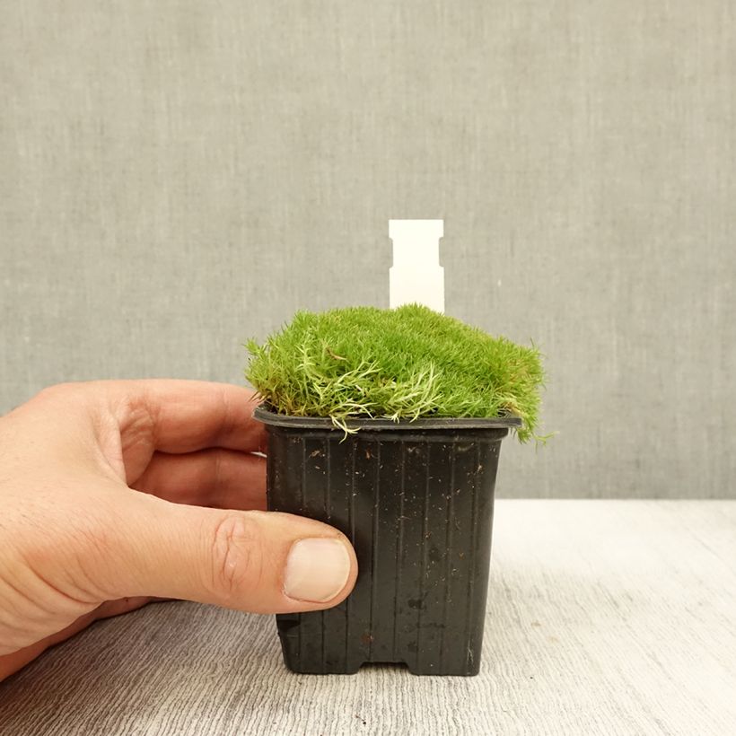 Scleranthus uniflorus 8/9 cm pot sample as delivered in autumn
