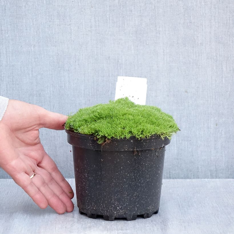 Scleranthus uniflorus 1.5L/2L pot sample as delivered in autumn