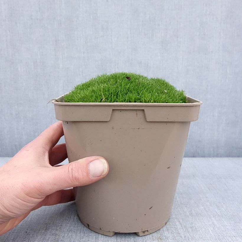 Scleranthus uniflorus 3L/4L pot sample as delivered in winter