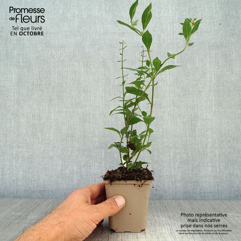 Scutellaria incana 8/9 cm pot sample as delivered in autumn