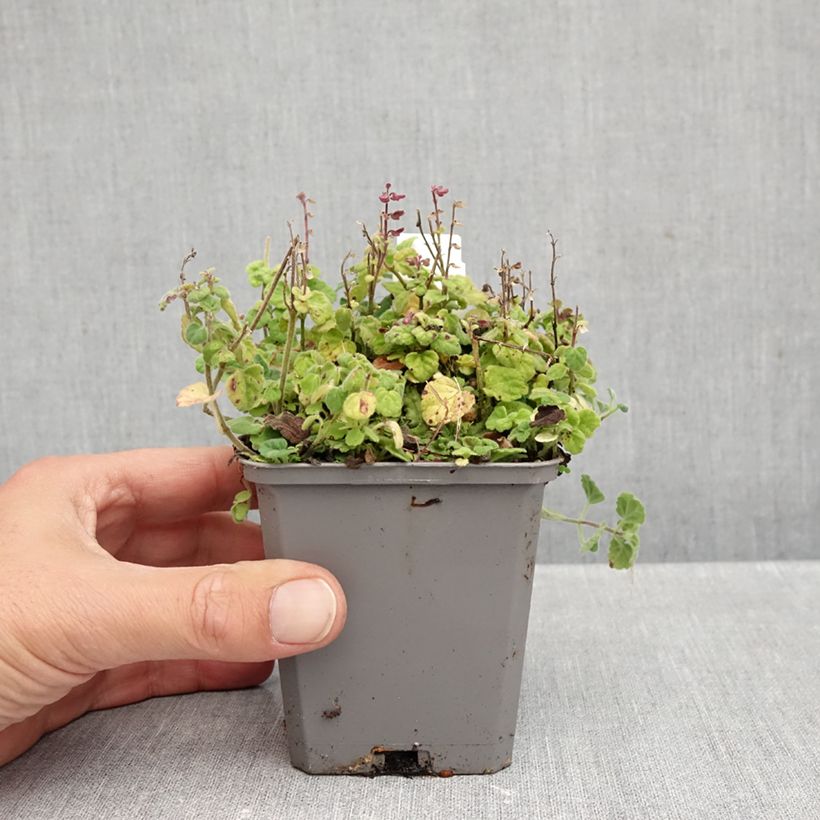 Scutellaria indica var. parviflora - Skullcap 8/9 cm pot sample as delivered in autumn