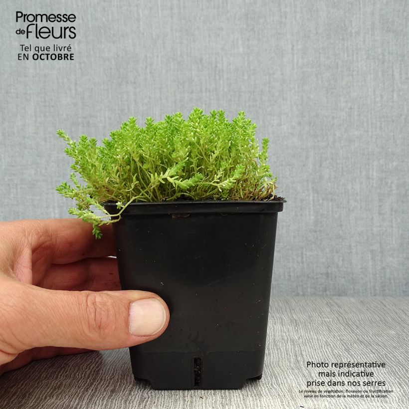 Sedum acre Yellow Queen - Stonecrop 8/9 cm pot sample as delivered in autumn