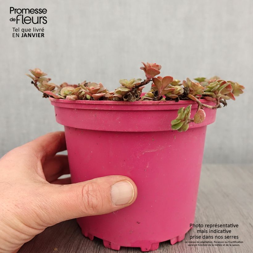 Sedum album Coral Carpet - Stonecrop 2L/3L pot sample as delivered in winter