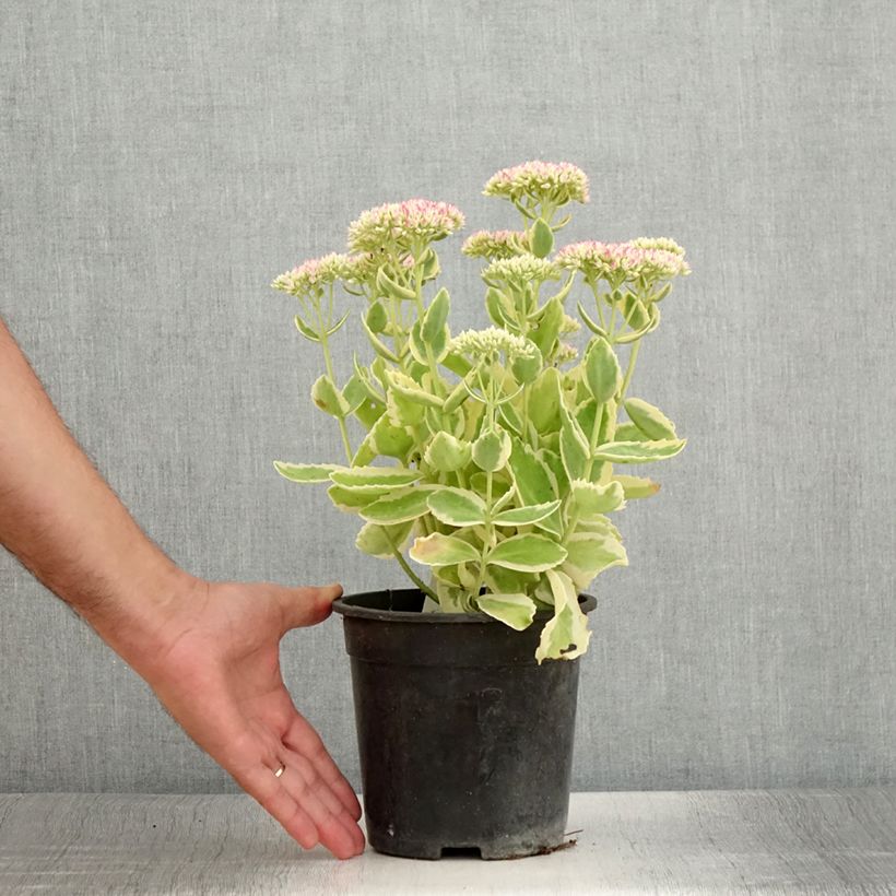 Sedum telephium Lajos Autumn Charm - Autumn Stonecrop 2L/3L pot sample as delivered in summer