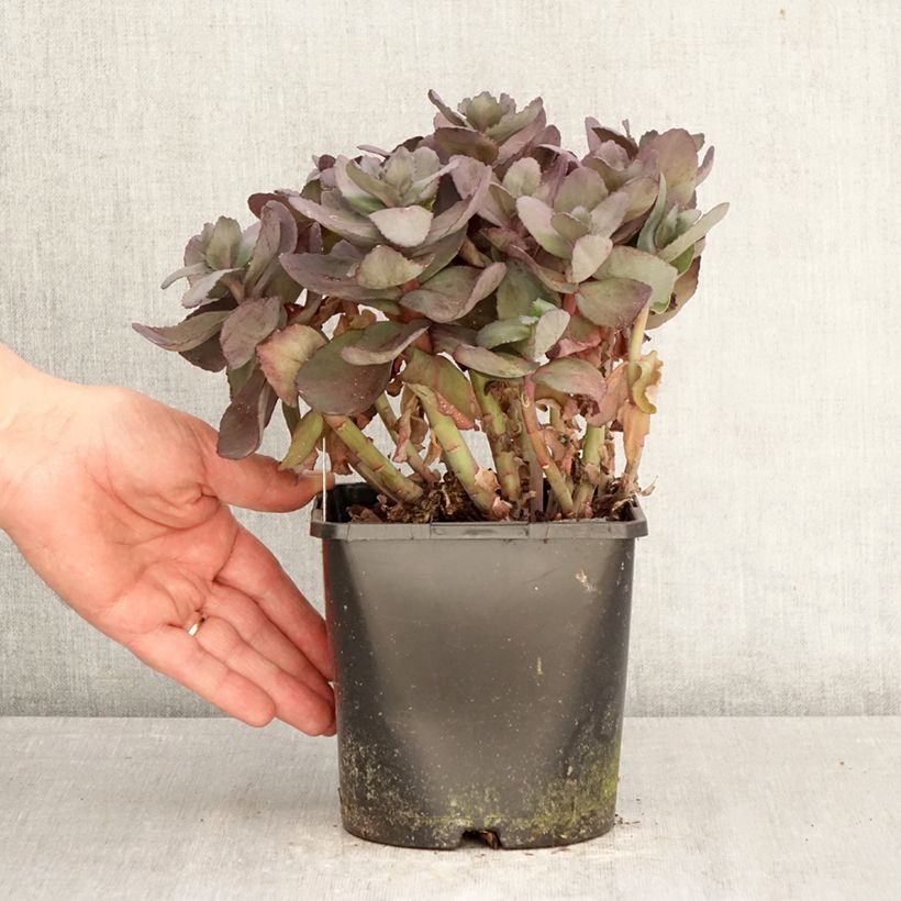 Sedum telephium Back in Black - Autumn Stonecrop 1.5L/2L pot sample as delivered in spring