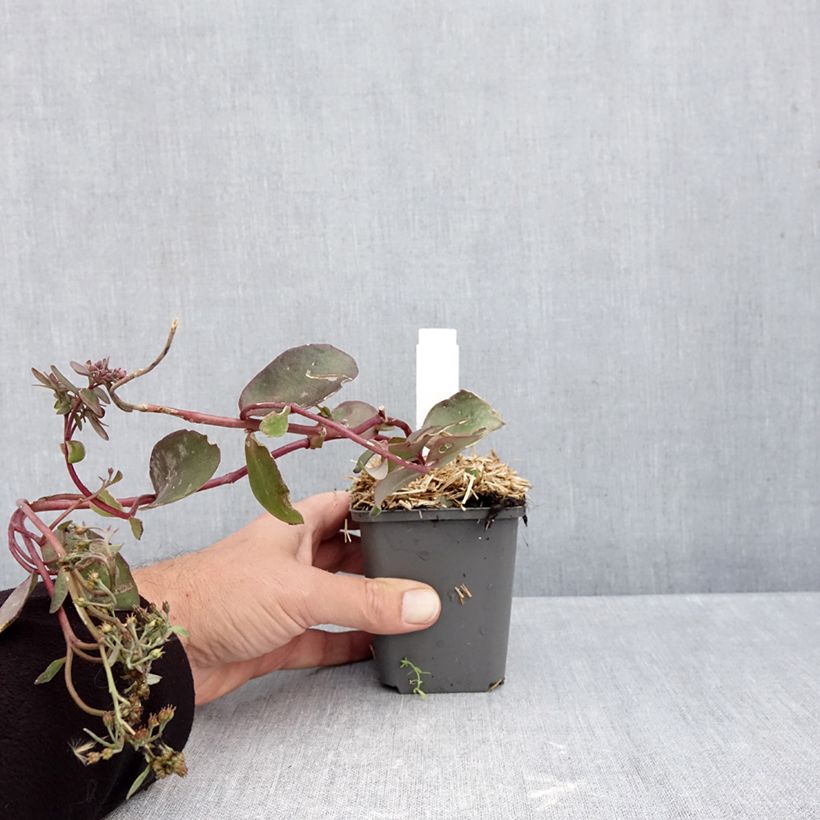 Sedum Black Knight - Autumn Stonecrop 7/8 cm pot sample as delivered in autumn