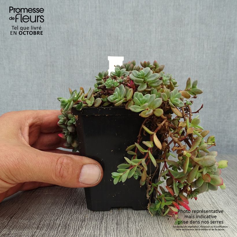 Sedum cauticola Lidakense - Stonecrop 8/9 cm pot sample as delivered in autumn