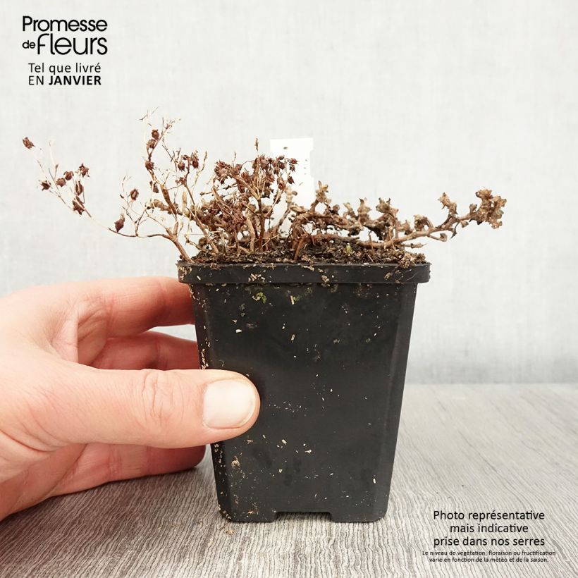 Sedum cauticola Lidakense - Stonecrop 8/9 cm pot sample as delivered in winter