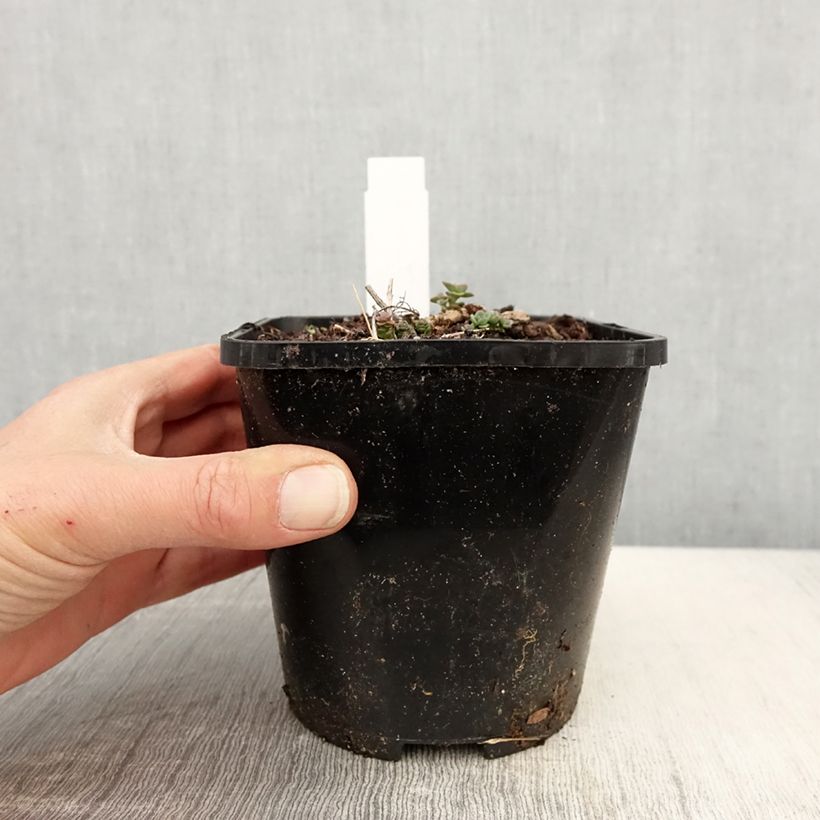 Sedum cauticola Lidakense - Stonecrop 1.5L/2L pot sample as delivered in spring