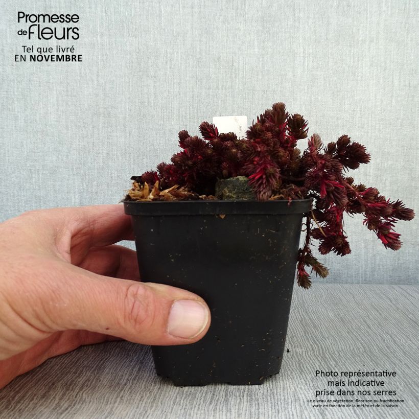 Sedum Chocolate Ball - Stonecrop 8/9 cm pot sample as delivered in autumn