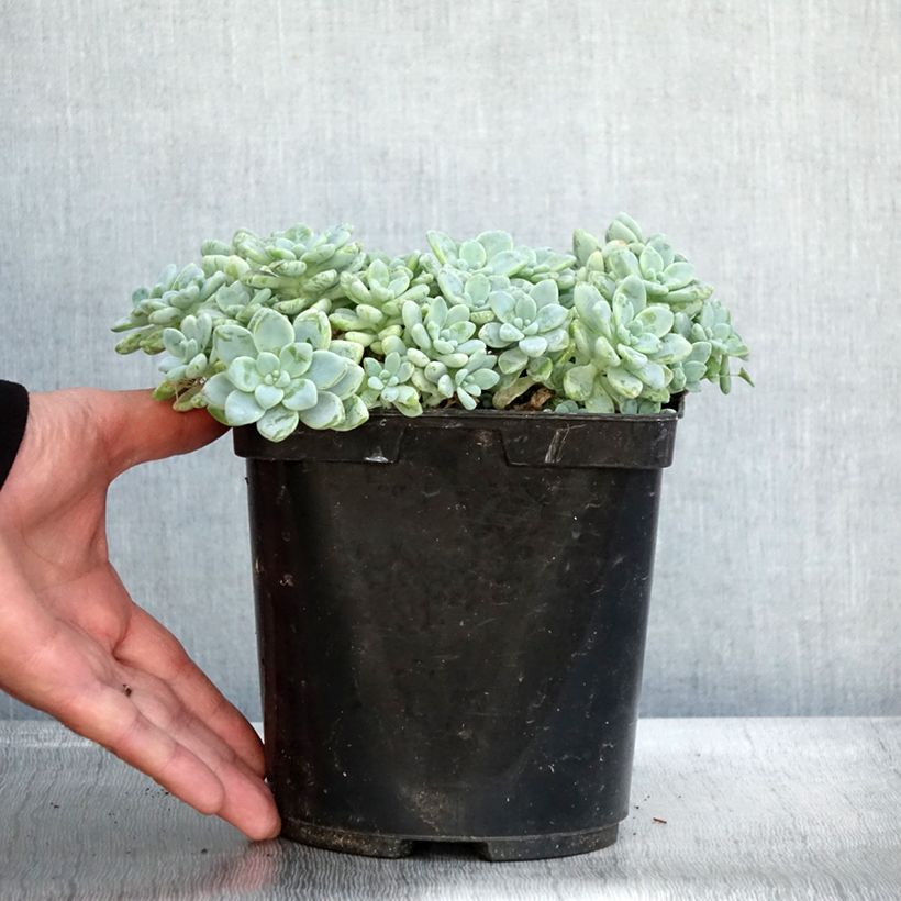 Sedum clavatum  3L/4L pot sample as delivered in autumn