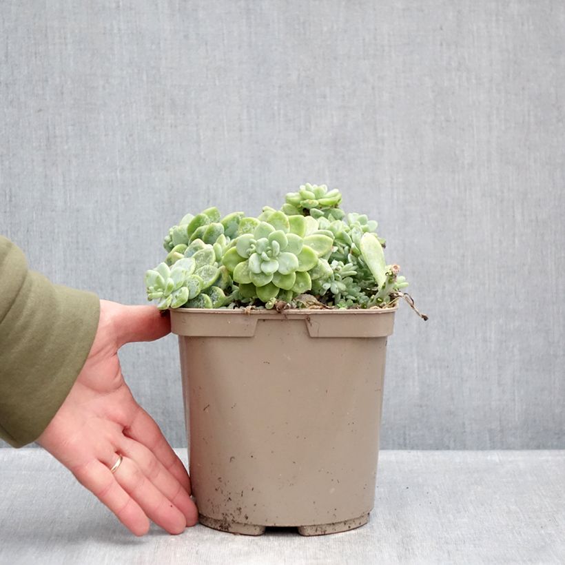 Sedum clavatum  3L/4L pot sample as delivered in winter