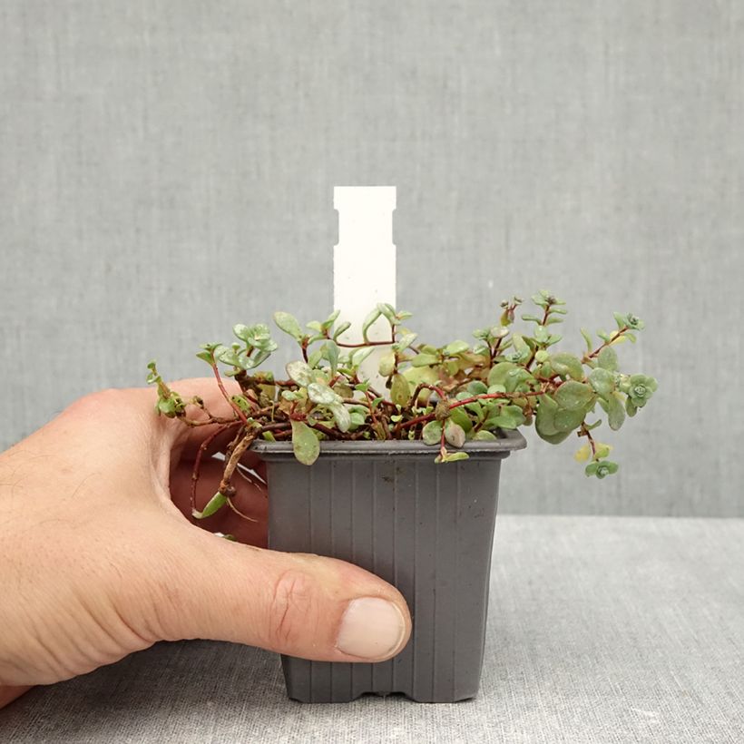 Sedum cyaneum Rose Carpet - Azure stonecrop 8/9 cm pot sample as delivered in autumn